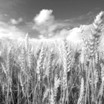 Россия к 10 марта снизила экспорт пшеницы на 30,9%