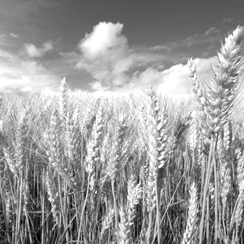Rossiya-k-10-marta-snizila-eksport-pshenicy-na-tret Россия к 10 марта снизила экспорт пшеницы на 30,9% Bizznes